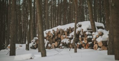 a pile of logs sitting in the middle of a forest